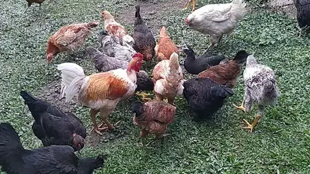 Cria_de_gallinas_criollas