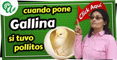 cuando vuelve a poner gallina que ha tenido pollitos