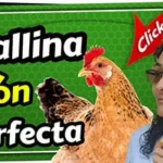 ¿Sabías que las gallinas tienen una visión perfecta? 14 La vision perfecta de las gallinas