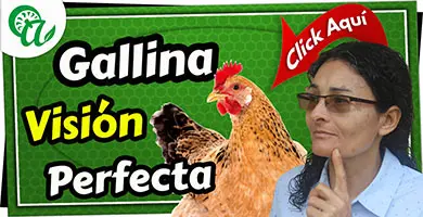 La vision perfecta de las gallinas