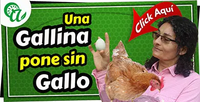 la gallina poni sin gallo