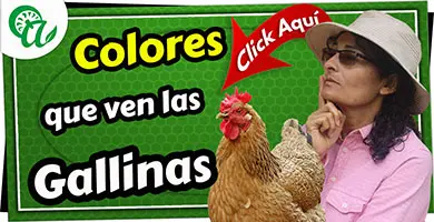 los colores que pueden ver las gallinas