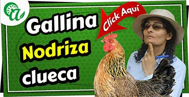 que es una gallina nodriza