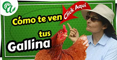 como te ven tus gallinas