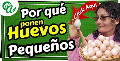 huevos pequeños en las gallinas