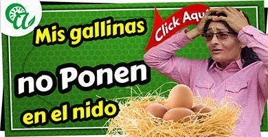 porque las gallinas no ponen en el nidal