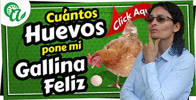 cuantos huevos pone una gallina en su vida