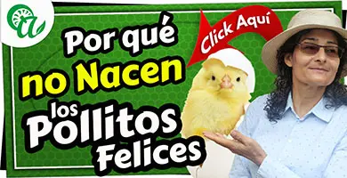 causas para que no nazcan los pollitos