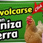 ¿Es bueno qué las gallinas se bañen con ceniza? 5 baño con ceniza para gallinas acaros
