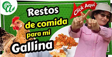 sobras de la cocina para las gallinas