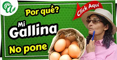 porque una gallina no pone huevos