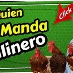 ¿Cómo funciona la jerarquía en un gallinero? 6 Jerarquia entre gallinas