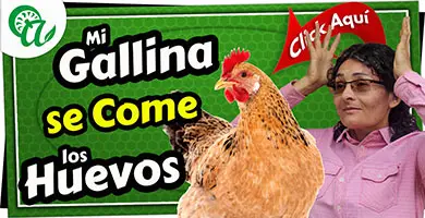 gallina que se come los huevos