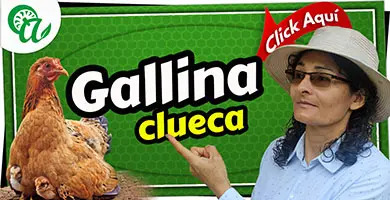 ue es la cluequez de una gallina