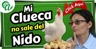 que hacer si una gallina clueca no sale del nido