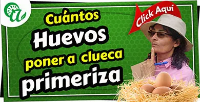 cuantos huevos pone una gallina clueca