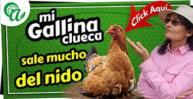 gallina clueca fuera del nido