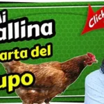 ¿Por qué mi gallina no se junta con las demás gallinas? 7 problemas de gallinas que se alejan del grupo