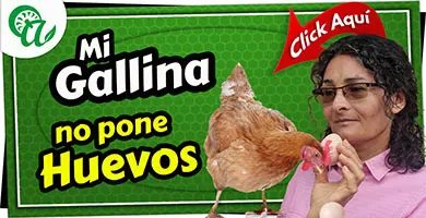 porque una gallina no pone huevos