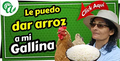 arroz para mis gallinas