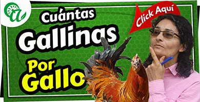 cuantas gallinas debe tener un gallo