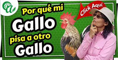 porque un gallo pisa a otro gallo