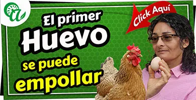 el primer huevo se puede incubar