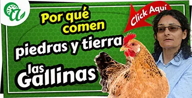 piedras en la dieta de las gallinas