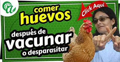 consumir huevos despues de vacunadas las gallinas