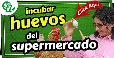 huevos de supermercado se pueden incubar