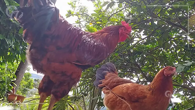 4 razones por las que canta un gallo