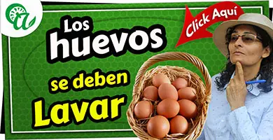 es bueno lavar los huevos de las gallinas