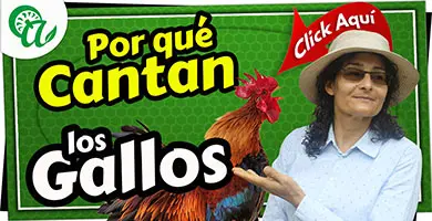 porque exite el canto del gallo