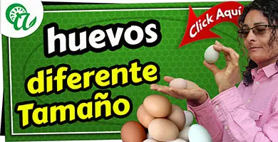 porque hay huevos de diferente tamaño