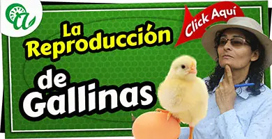 como se reproducen las gallinas