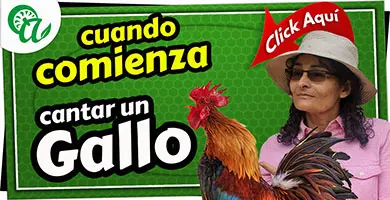 cuando empieza a cantar un gallo