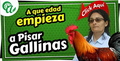 a que edad empieza a pisar un gallo