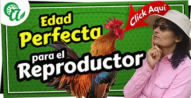 la edad del gallo y fertilidad