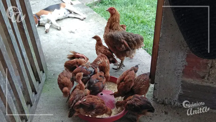 Alimentación adecuada para prolongar la vida de las gallinas