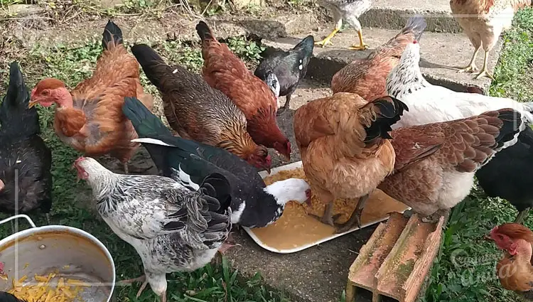 Alimentación del grupo de gallinas en el patio