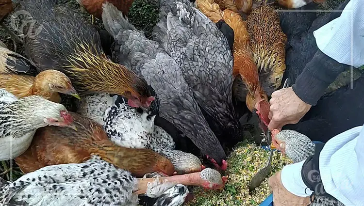 Alimentacion sostenible de gallinas