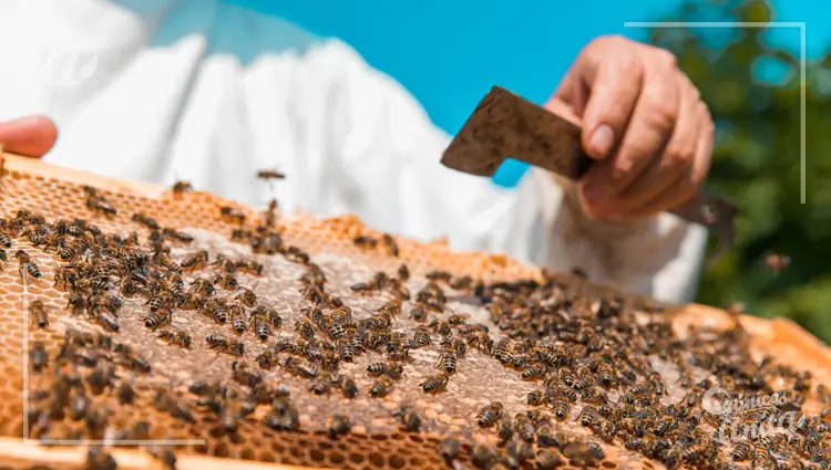 Capacitación y entrenamiento para trabajar con abejas