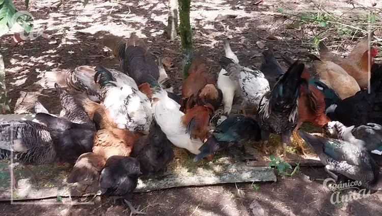 Como hacer forraje para gallinas