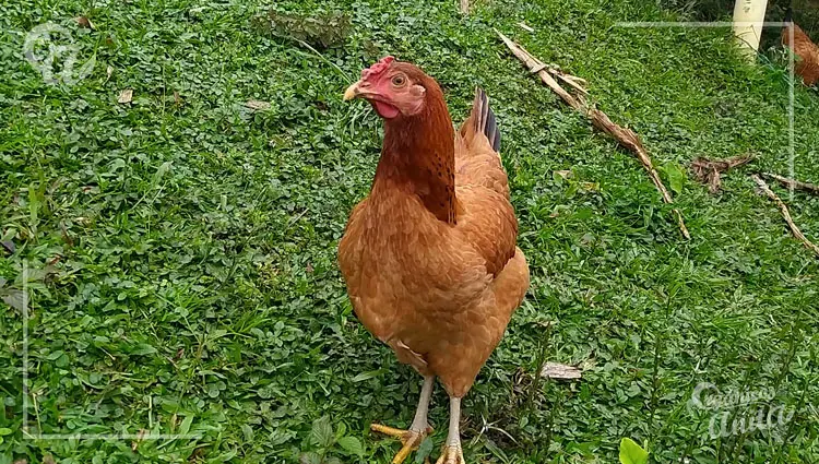 Cómo ven las gallinas