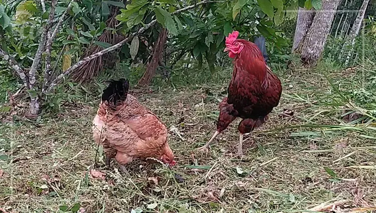 Comportamiento del Gallo