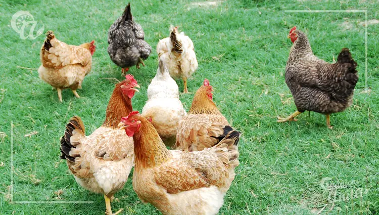 Cuántos años vive una gallina en condiciones ideales