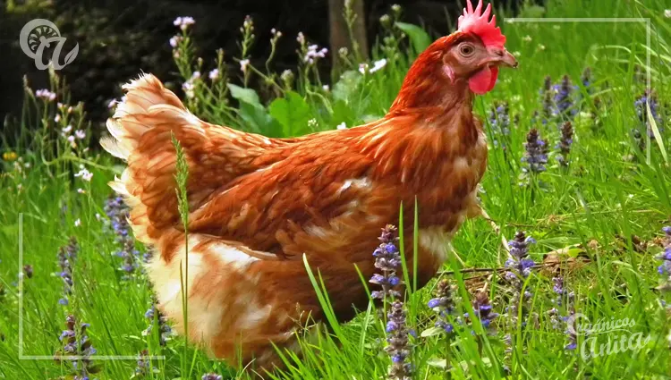 Cuántos años vive una gallina