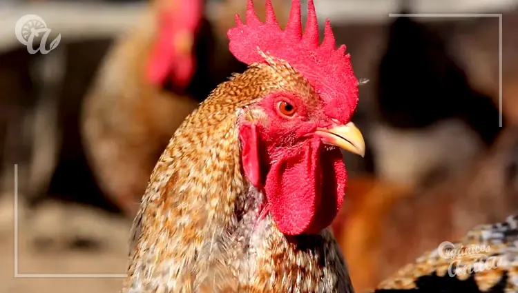 Cuidado ocular de las gallinas