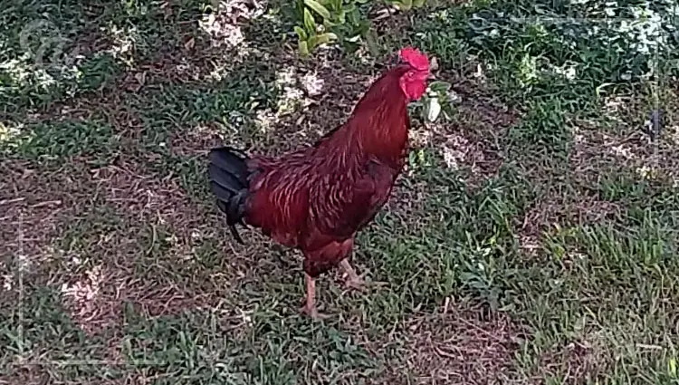 Desarrollo vucal del gallo