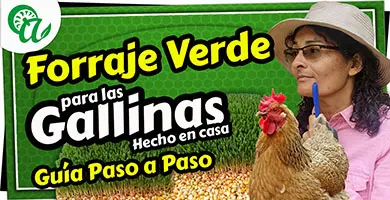 Forraje-Verde-FVH-de-Maiz-Alimento-para-gallinas